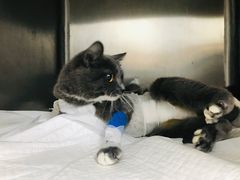 -瑞派·关忠动物医院·异宠专科·犬猫肿瘤·皮肤专科(望京店)