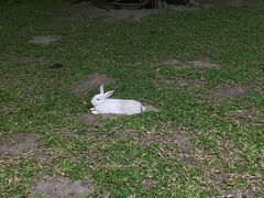 -卷心菜和避孕套餐厅(Pattaya)