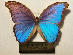 -上海昆虫博物馆