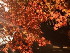 -杭州植物园