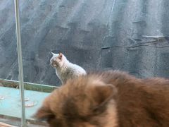 -猫小院猫主题咖啡厅(北锣店)