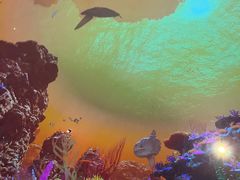 -海合安武汉极地海洋公园