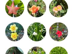 -上海辰山植物园