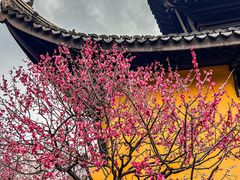 -红梅公园