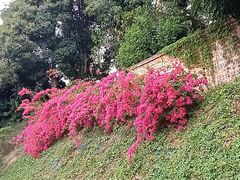 -南宁良凤江国家森林公园