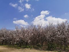 -上海都市菜园