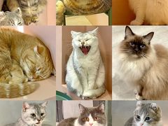 -猫儿山۰猫主题餐厅