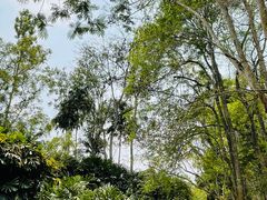 -中国科学院西双版纳热带植物园