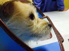 -宠颐生维康宠物医院(金丰店)
