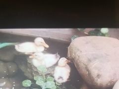 -后湖小院·乡野田园菜