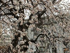 -桃花堤公园