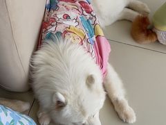 -怪兽屋·羊驼·猫咖·狗咖(俊华广场店)