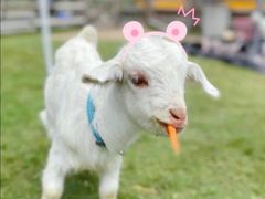 -前小桔亲子创意农场·草莓采摘·露营烧烤