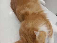 -喵园·猫主题咖啡厅·撸猫·猫咖(国贸店)