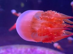 -欢乐海岸海洋奇梦馆