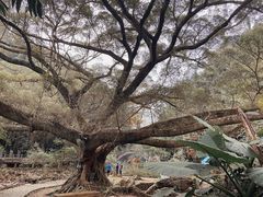 -广州市石门国家森林公园