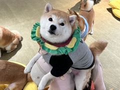 -逗柴咖啡屋·狗咖猫咖宠物桌游