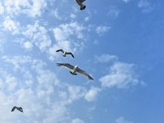 -海驴岛(荣成市)