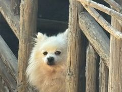 -新丰小吃(中山中路分店)