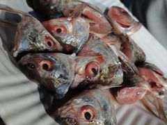 -章记正宗南岗鱼蛋火锅