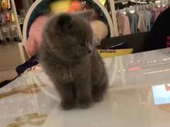 -客栈猫舍(中央北路店)