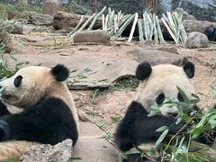 -都江堰中华大熊猫苑