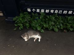 -星宿秘码(鼓浪屿老店)