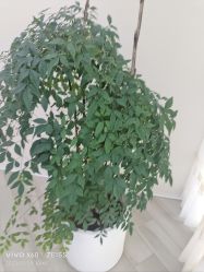 -HEYAN荷妍专业脱毛连锁机构