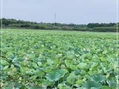 -上海海湾国家森林公园