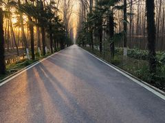 -合肥滨湖国家森林公园