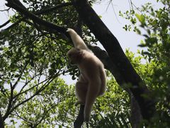 -深圳野生动物园