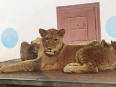 -大连森林动物园