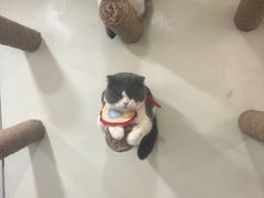 -共舞时光猫咖·狗咖(新街口店)