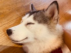 -Husky Go! 哈士奇体验馆·宠物咖啡厅狗咖