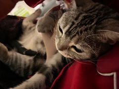 -猫十亿·布偶金渐层·曼基康矮脚猫舍(青年路店)