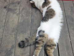 -梵猫·轻客栈(大理古城北门店)