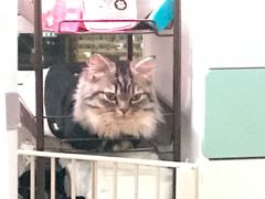 -猫大福·Fortune Cat猫舍(百子湾店)