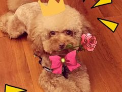 -天宠宠物医院24小时·急重症诊疗中心·全科·腔镜特色(和平分院)