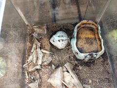 -酷以爬仙阁实体爬宠店·守宫·蜥蜴·专业繁育