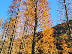 -广州市石门国家森林公园