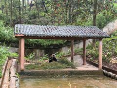 -中国大熊猫保护研究中心雅安碧峰峡基地