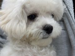 -安安宠医宠物医院·异宠·犬猫内科(岳阳分院)
