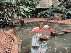 -海南热带野生动植物园