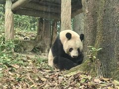 -中国大熊猫保护研究中心雅安碧峰峡基地