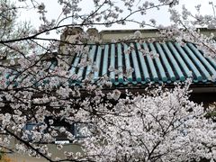 -武汉大学-樱园