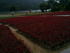 天池花海-广州市石门国家森林公园