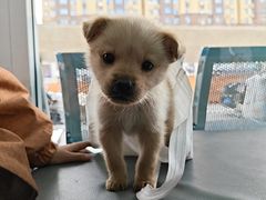 -天使宠物医院·犬猫分诊(彩虹店)