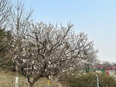 -北京鹫峰国家森林公园