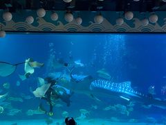 -烟台海昌鲸鲨海洋公园