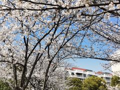 -高东镇樱花园